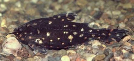 Speckled Catfish: description and features of the content