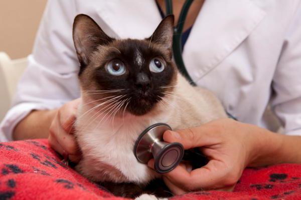  cats calcivirus disease 