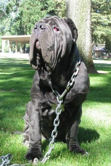 Mastiff Hercules is the biggest dog in the world