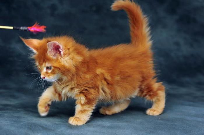 Maine Coon red: the choice of a kitten