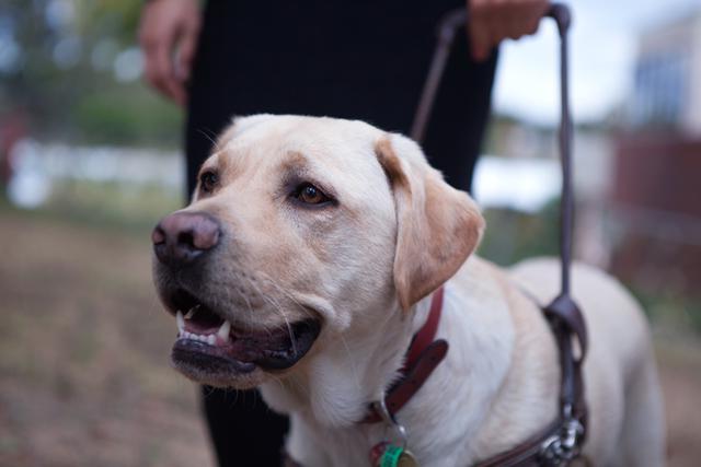 International Day of the Blind in Russia and Abroad