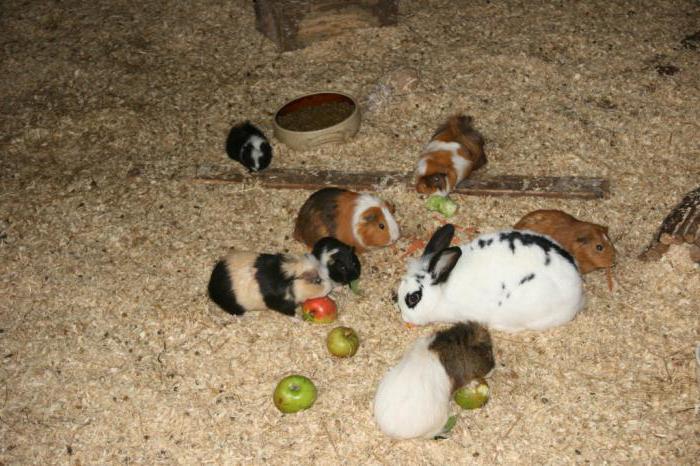 Guinea pig and cat in one house. Do guinea pigs get along with cats