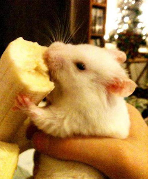 Can I feed a hamster banana