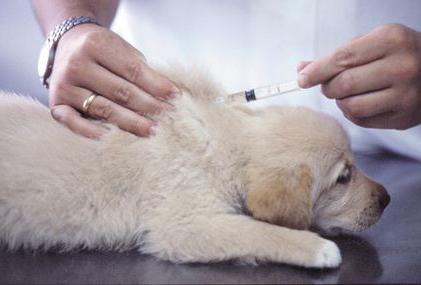 inoculation of puppies