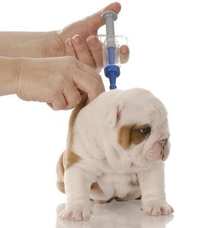 when to do the first inoculation puppy