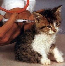 Do I need a vaccination? Kitten in fact you need to protect