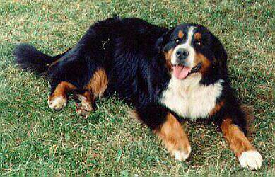 Bernese shepherd puppy