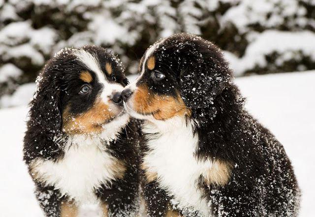 Bernese Shepherd