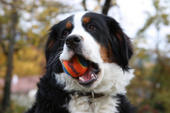 Bernese shepherd: a description of the breed. Shepherd Training