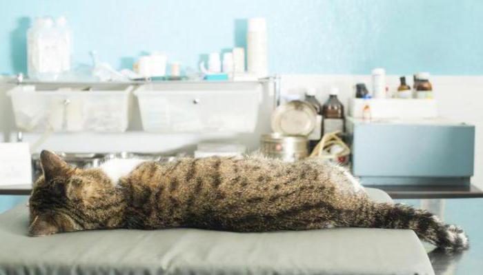 bilateral pneumonia in cats