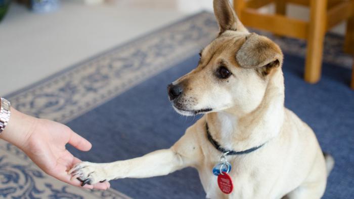 dog scratches his ear and shakes his head than heal