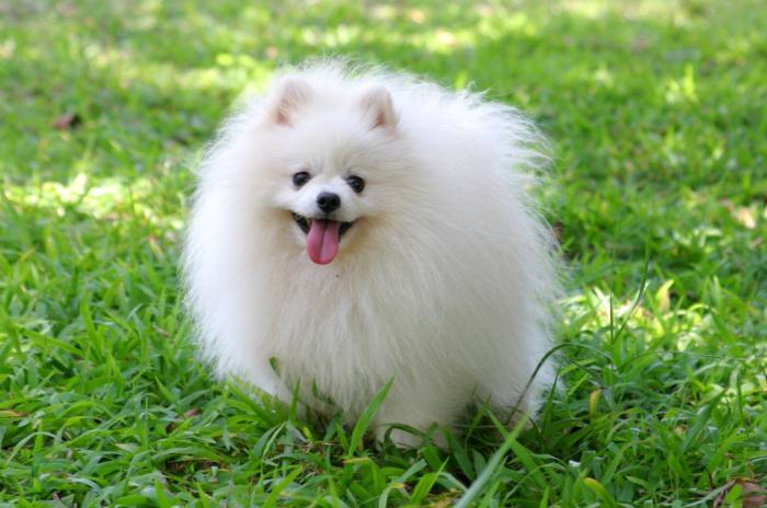 Pomeranian Spitz: content and care. Domestic dogs of small breeds