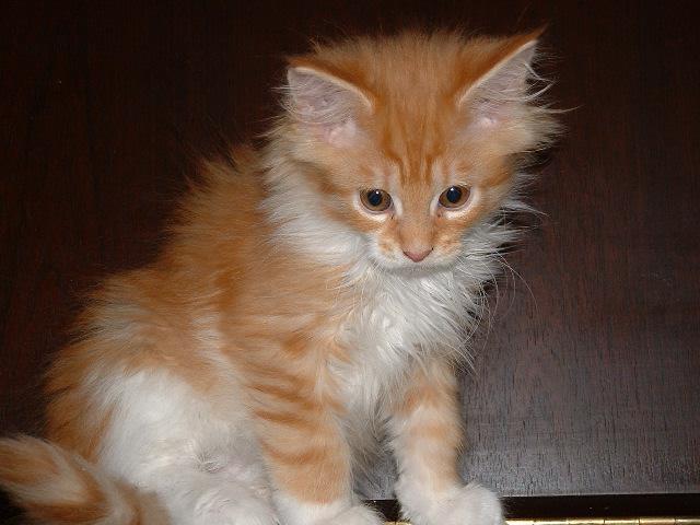 big cat breed maine coon