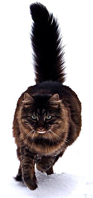 cats of big breeds photo