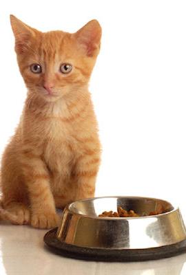 Choosing the right food for a cat is the guarantee of a pet's health.