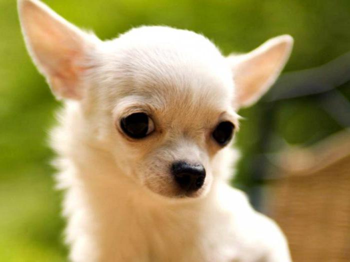 name for the girl chihuahua red color