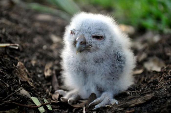 chick owl pictures