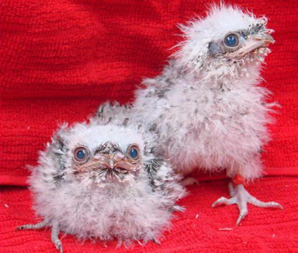 chicks of a polar owl