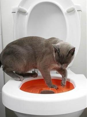 to accustom the cat to the toilet