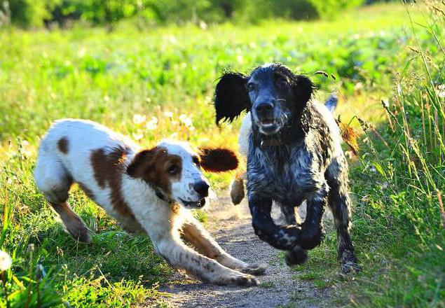 Russian Spaniel: characteristics of the breed, reviews, description and features of care