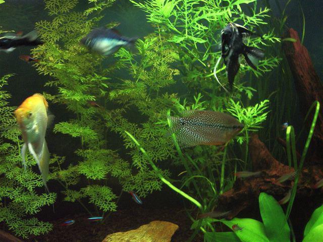 Scalari and gourami