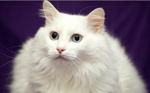 beautiful breed of cats photo 