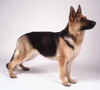 The most beautiful breed of dogs - TOP-3