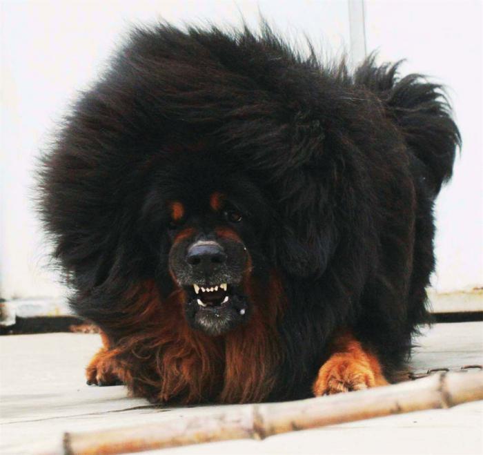 How much does the Tibetan mastiff cost in Russia and China. Records and Causes