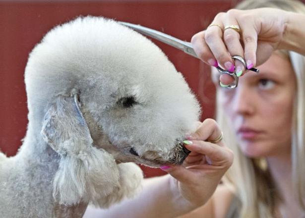 Dog Bedlington Terrier. Terrier Bedlington: photo, reviews