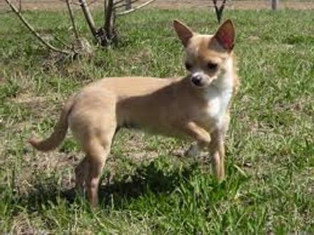 Chihuahua breed standard: description and photo