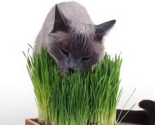 Grass for a cat - a source of health