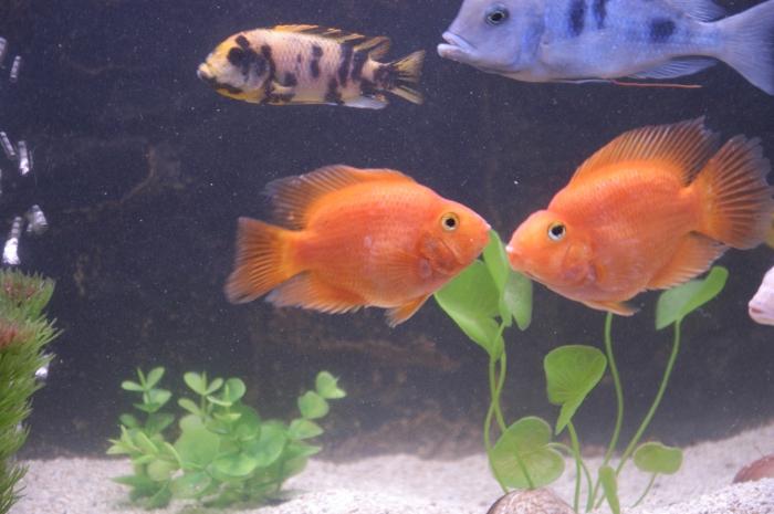 fish parrots