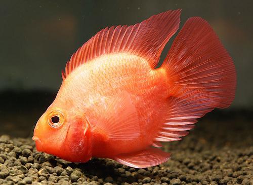 parrot cichlid