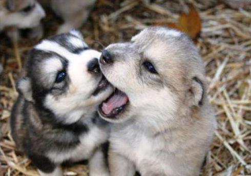 Husky care and maintenance in the apartment 