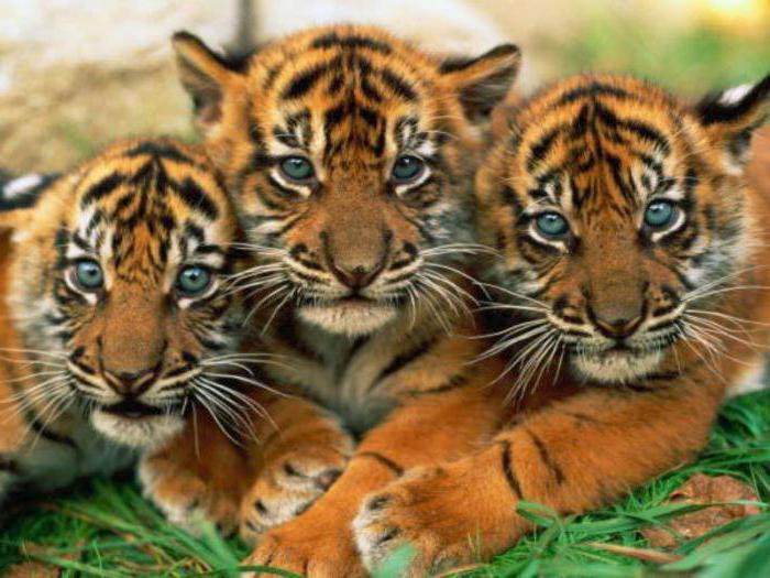 Mysteries about tigers: we study the animal world