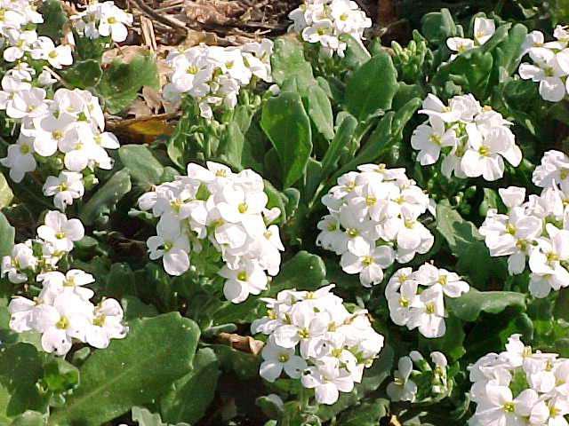 Arabian alpine growing from seeds