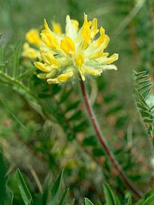 Astragalus woollyflower: medicinal properties and growing on the garden plot