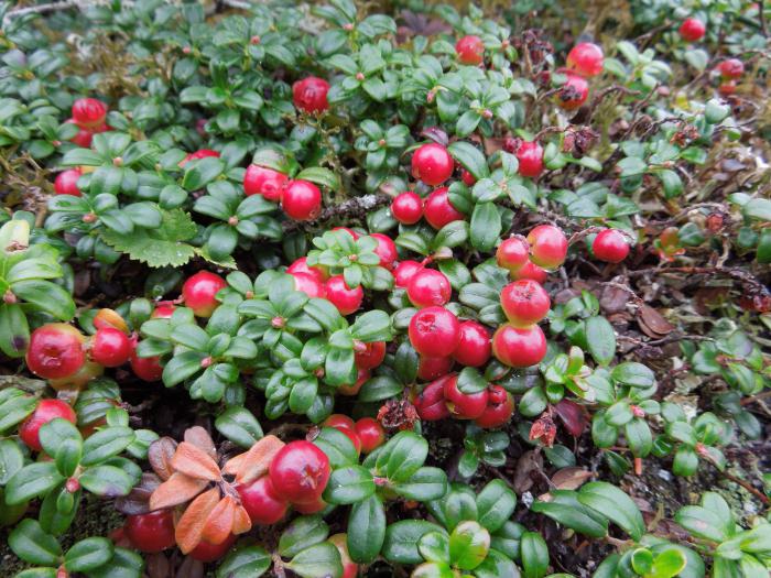 cranberry garden planting and care