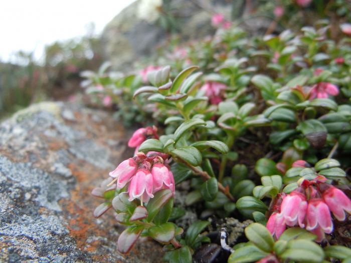 cranberry garden planting and care breeding