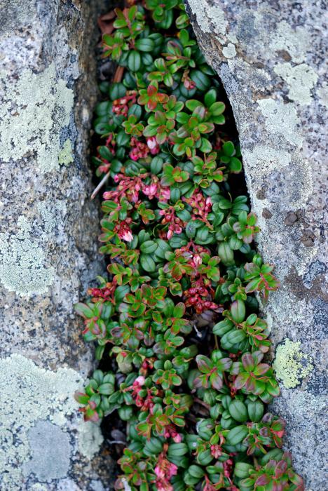 planting of cowberry saplings and plant care