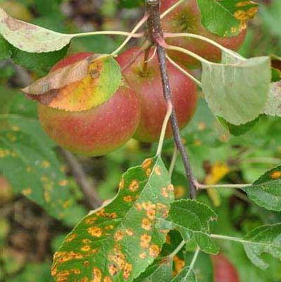 on the leaves of apple-trees rust