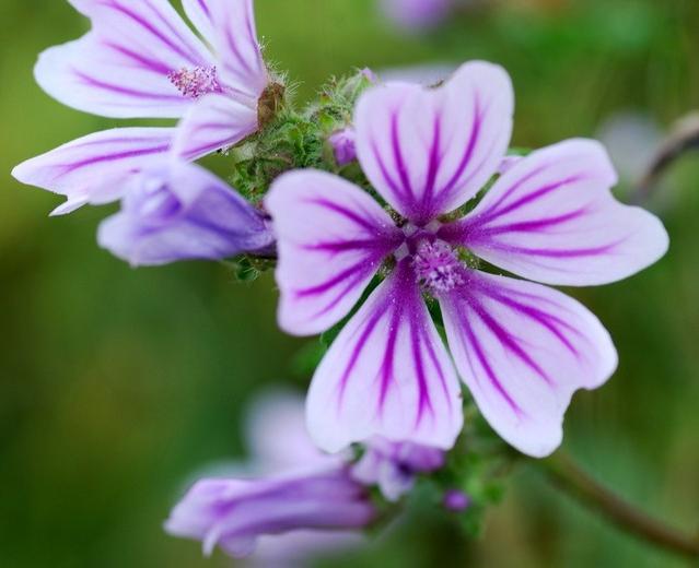 Flower mallow