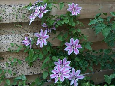 Clematis flower - the most popular ornamental climbing liana