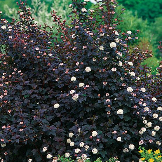 shrub vesicarplet planting and care