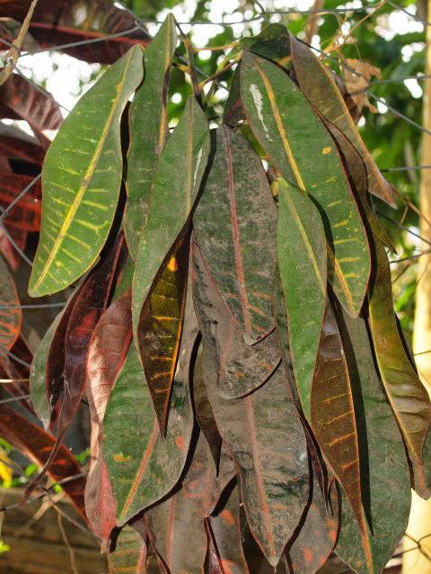 Homemade Croton flower. The leaves dry and fall off - what is the reason?