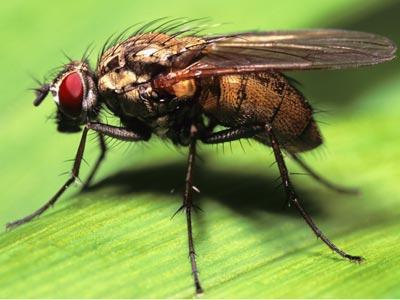 remedies for flies