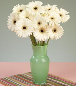 gerbera care