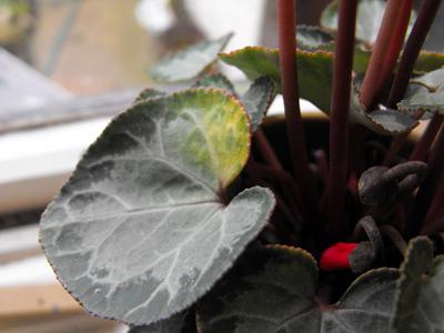 why the cyclamen turn yellow leaves