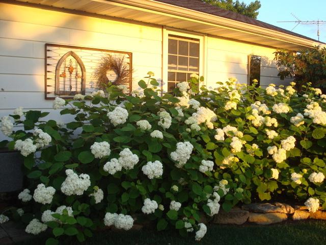 Hydrangea "Grandiflora" - a lushly flowering shrub for your garden