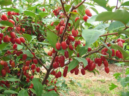 berry gumi cultivation